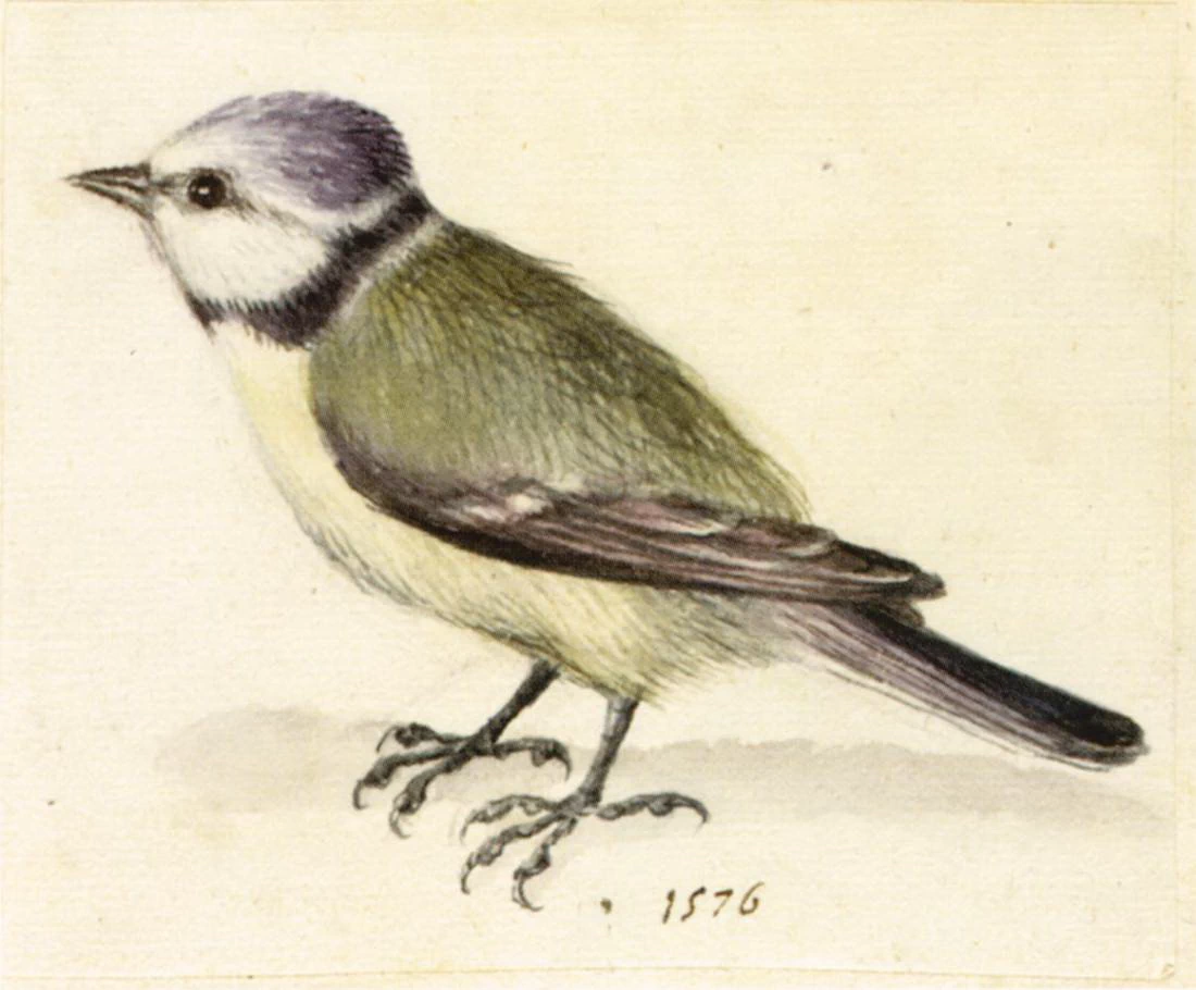 Studio di animali - Österreichische Nationalbibliothek, Vienna